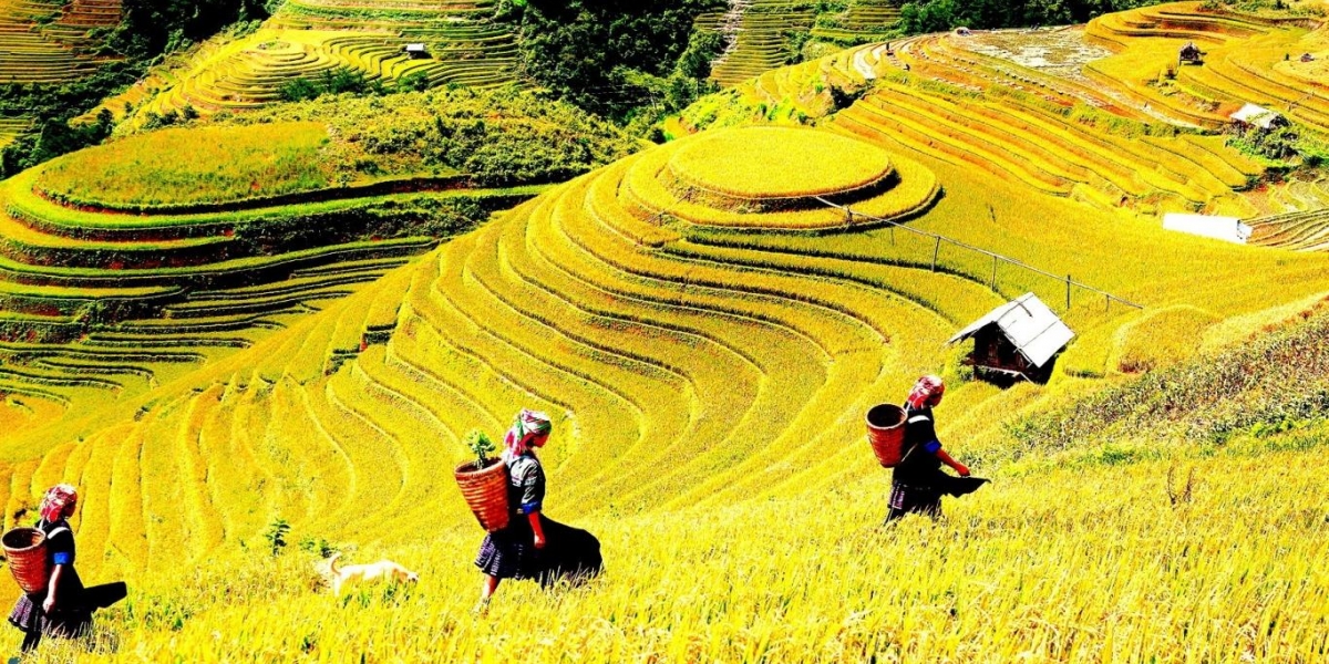 HÀ NỘI - SAPA - CÁT CÁT - HÀM RỒNG